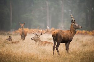 Igjg Beitragsbild Sreit Mit Jaegern 300x200