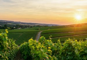 Slider Weinbau E1743411675617 300x206