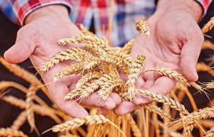 Slider Nachhaltig 300x193