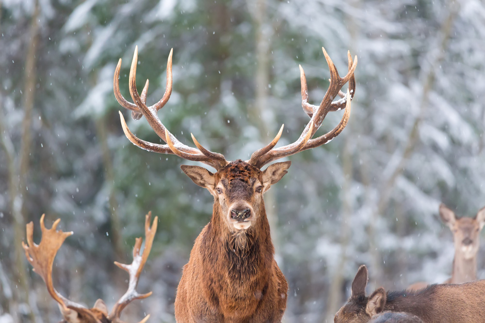 Sonderregelung gelten für Jagdgenossenschaften weiter