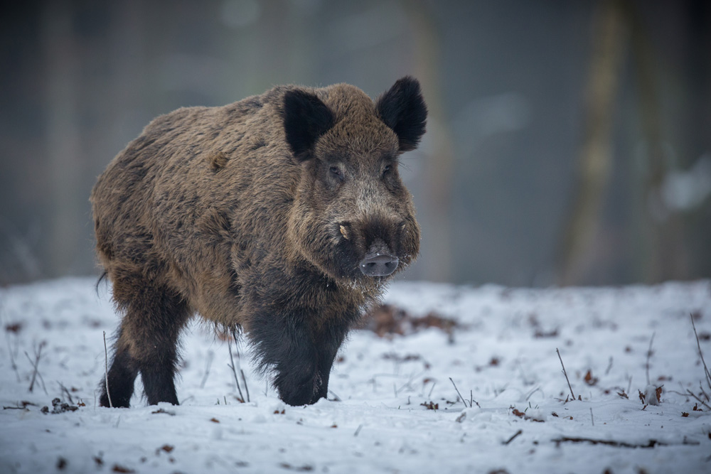 Evaluation des Jagdrechts nicht auf dem Rücken der Jagdgenossenschaften austragen