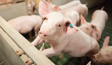 DBV Veredelungstag Schwein DBV Foto