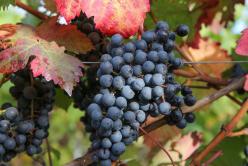 Dornfelder IMAGO Localpic