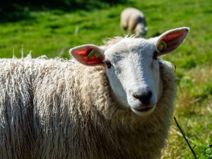 Schaf IMAGO NurPhoto 300x225