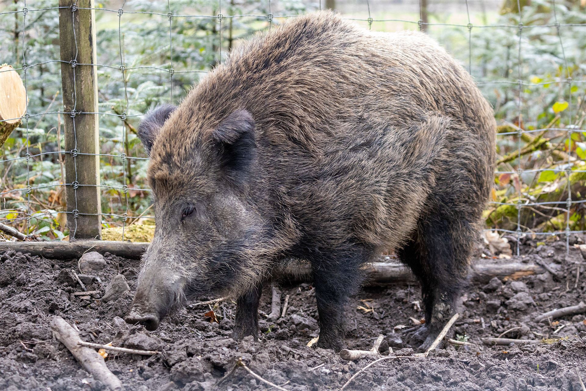 ASP bei Wildschwein in Hessen: Bauernverband ruft Schweinehalter auf, die Biosicherheit zu überprüfen