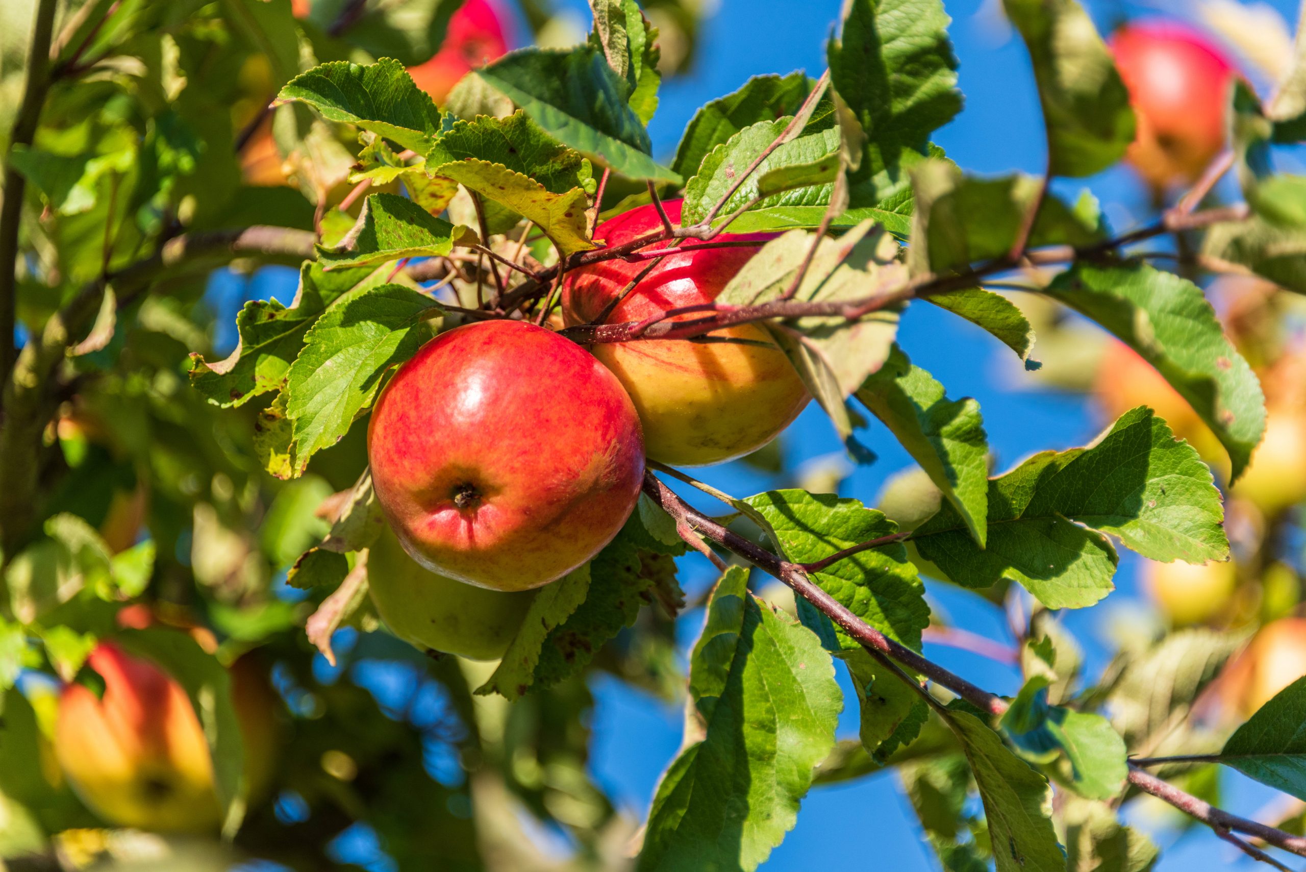 Der Obstbau zwischen Wirtschaft und Politik