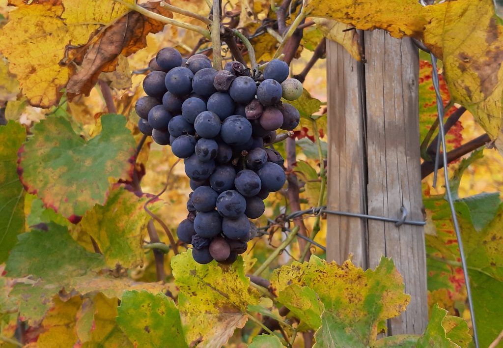 Weintraube Von Frau Meurer Fuer Homepage 1024x708