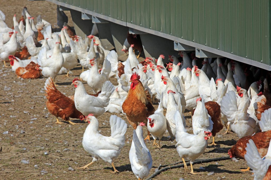 Huehner Imago0153646653h 1024x683