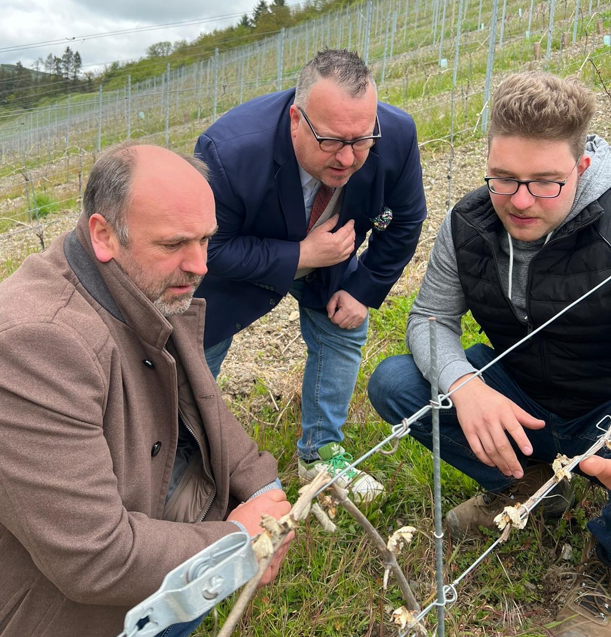 Winzer und Obstbauern beklagen teils enorme Frostschäden
