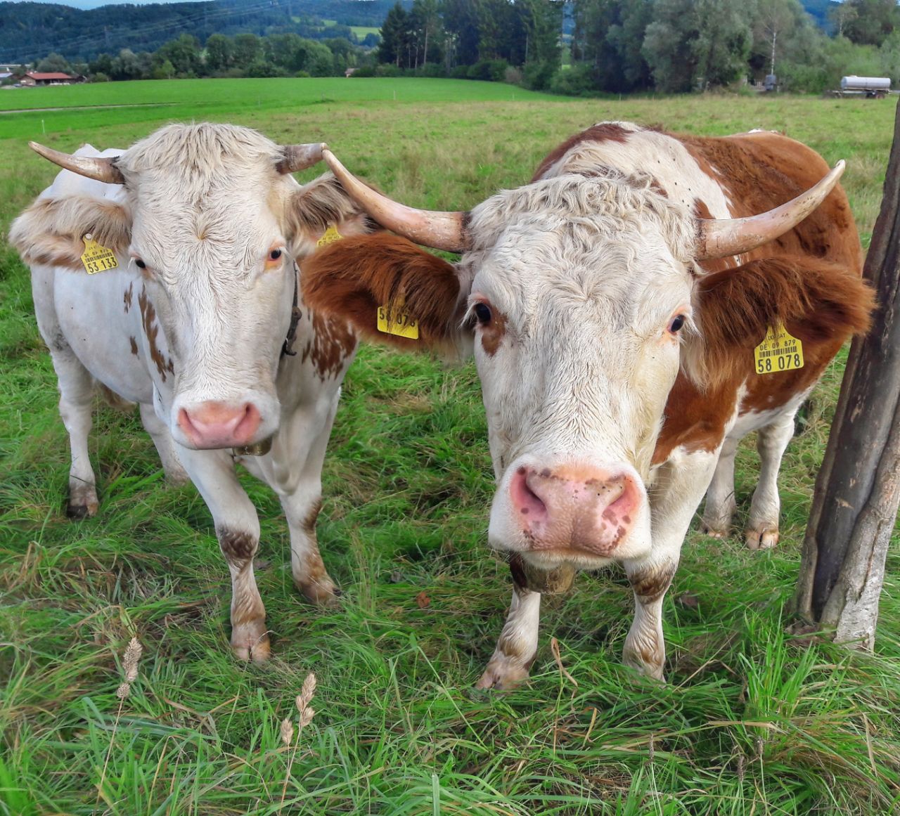 Digitale Unterschriftenaktion für Tierschutz mit Sinn und Verstand