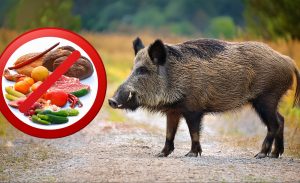 Ein Wildschwein Steht Vor Einem Verbotsschild Auf Dem Nahrungsmittel Abgebildet Sind. 29521 Scaled E1724407335950 300x183