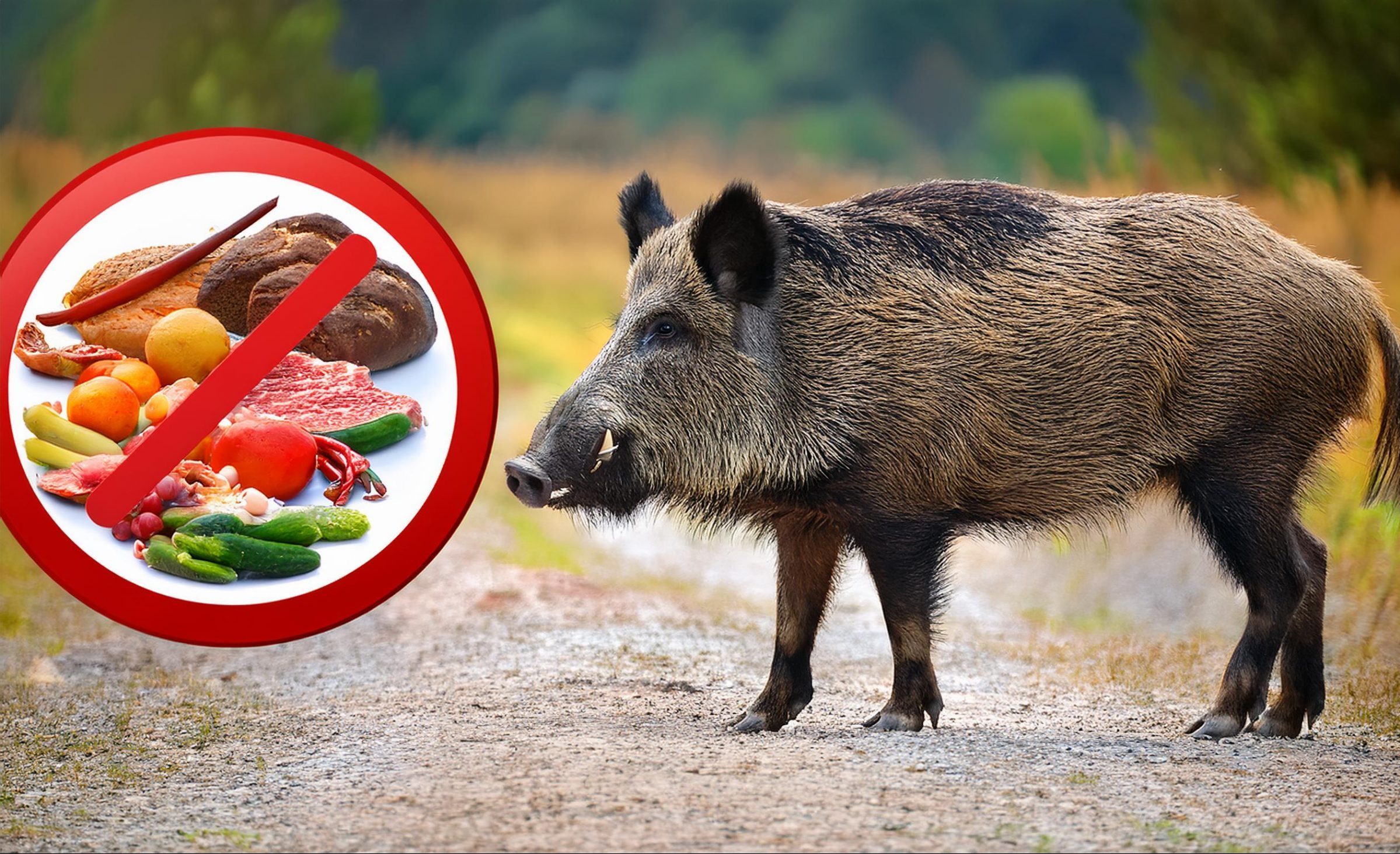Afrikanische Schweinepest – Neues Informationspapier für ausländische Mitarbeiter