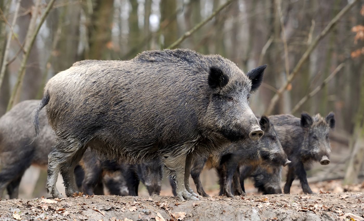 Handlungsprogramm Schwarzwild Jagdjahr 2024/25