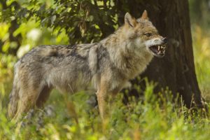 Europaeischer Wolf Imago Blickwinkel 0073372952h 300x200