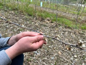 Erfrorene Rebzweige 300x225