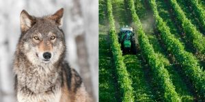 Wolf Und Pflanzenschutz 300x149