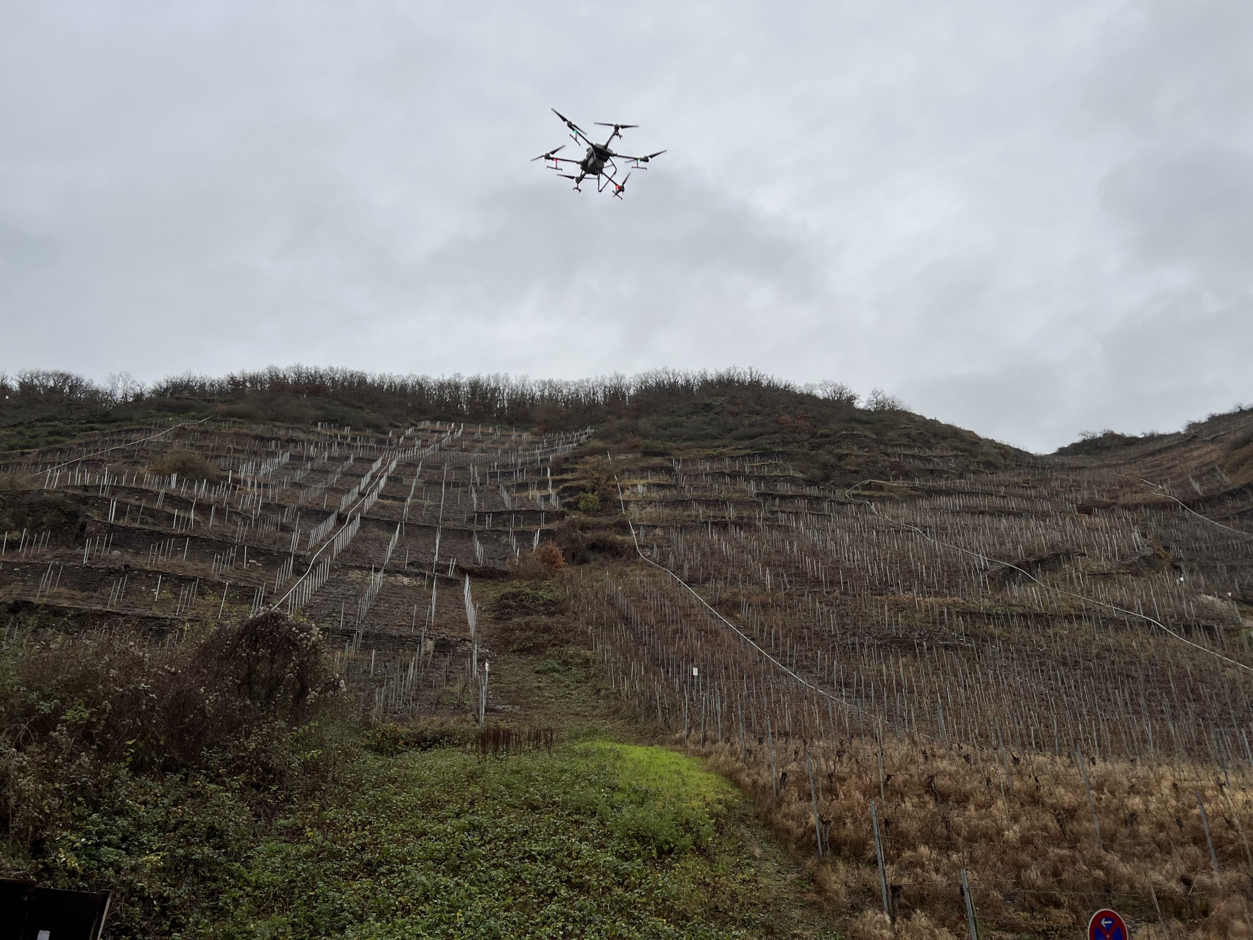 Winzer setzen für Moselapollofalter auf Technologie
