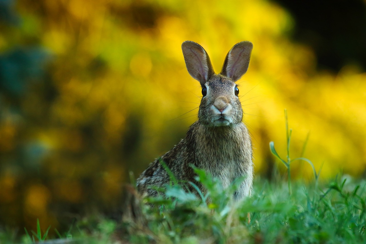 Hasenpest: Gefahr auch für Landwirte?