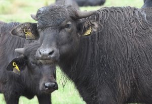 Wasserbueffel Imago 0795134200 Winfried Rothermel 300x206