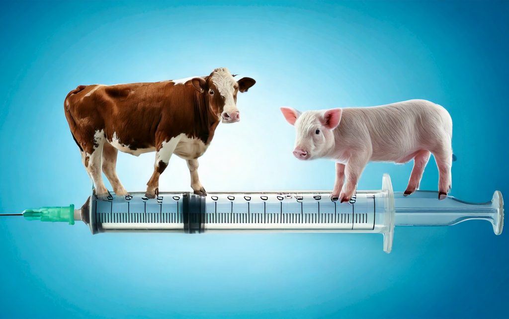 Eine Kuh Und Ein Ferkel Stehen In Einer Medizinischen Spritze 1024x642