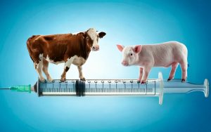 Eine Kuh Und Ein Ferkel Stehen In Einer Medizinischen Spritze 300x188