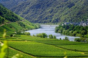 Weinbau Mosel 300x199