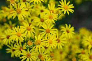 Imago828623065 Small 300x200