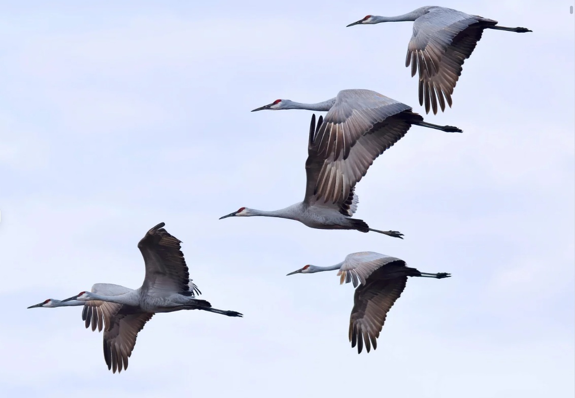 BWV fordert landesweite Schutzmaßnahmen gegen Vogelgrippe nach Vorbild des Saarlands