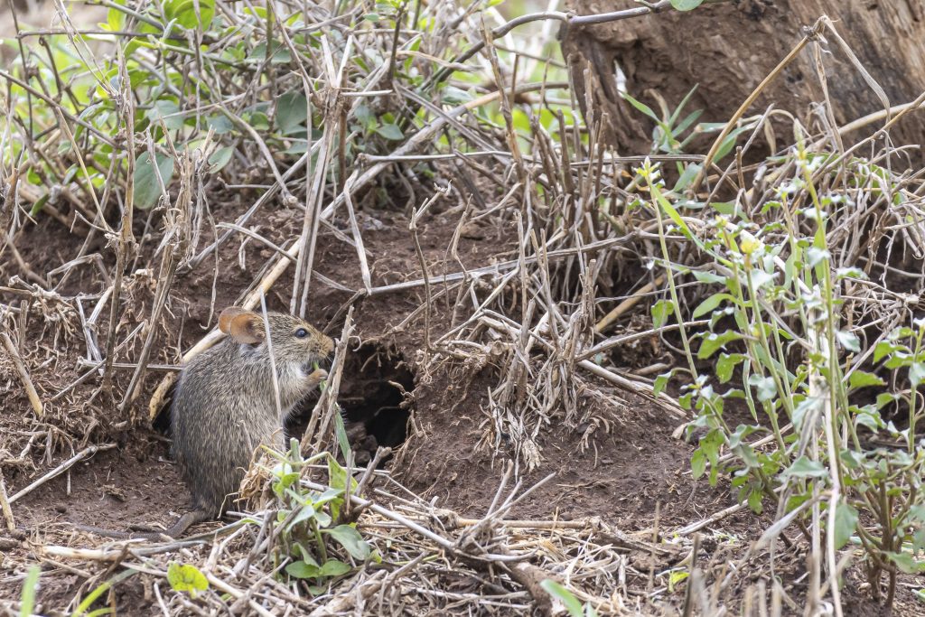 Feldmaus Imago0824888463 1024x683