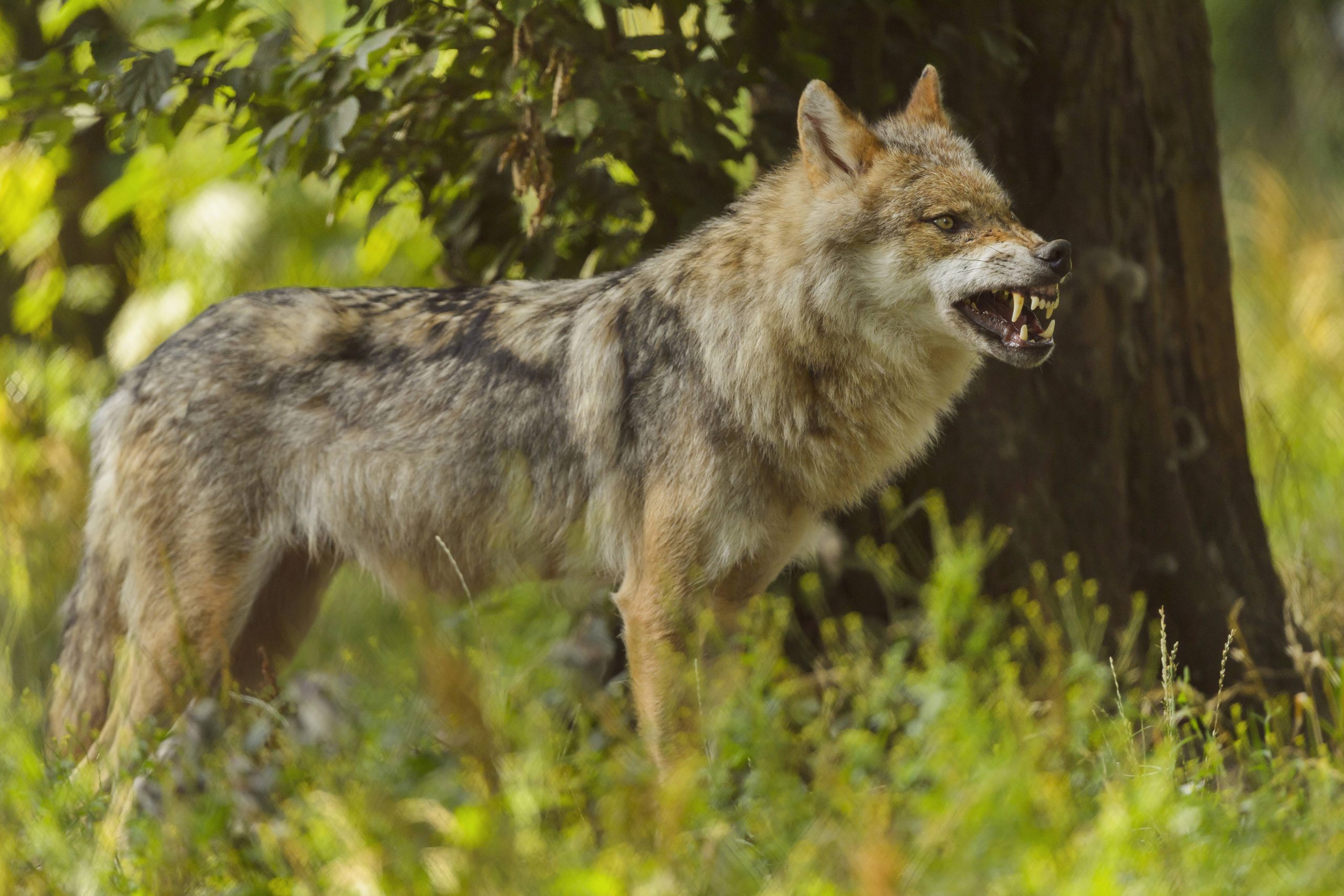 Das Wolfspräventionsgebiet Hunsrück wird zeitweise erweitert