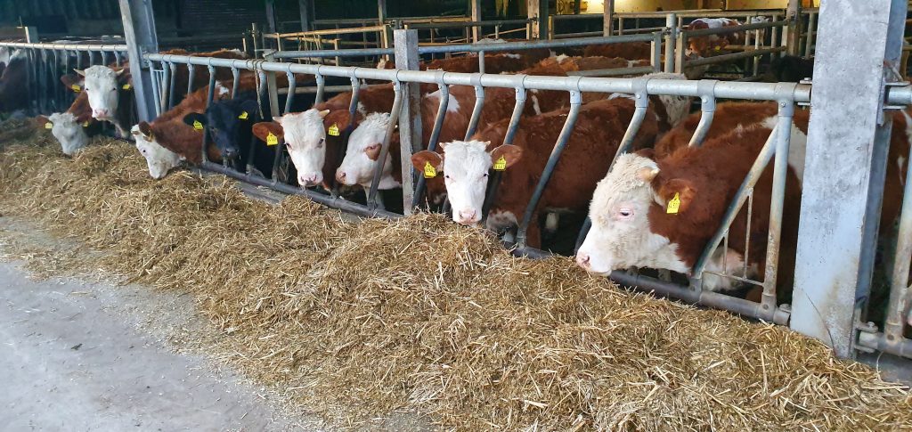 Schwan 2020 7 1024x485