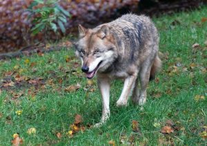 Europäischer Grauwolf in Deutschland in Aktion. Er streift über eine Wiese.