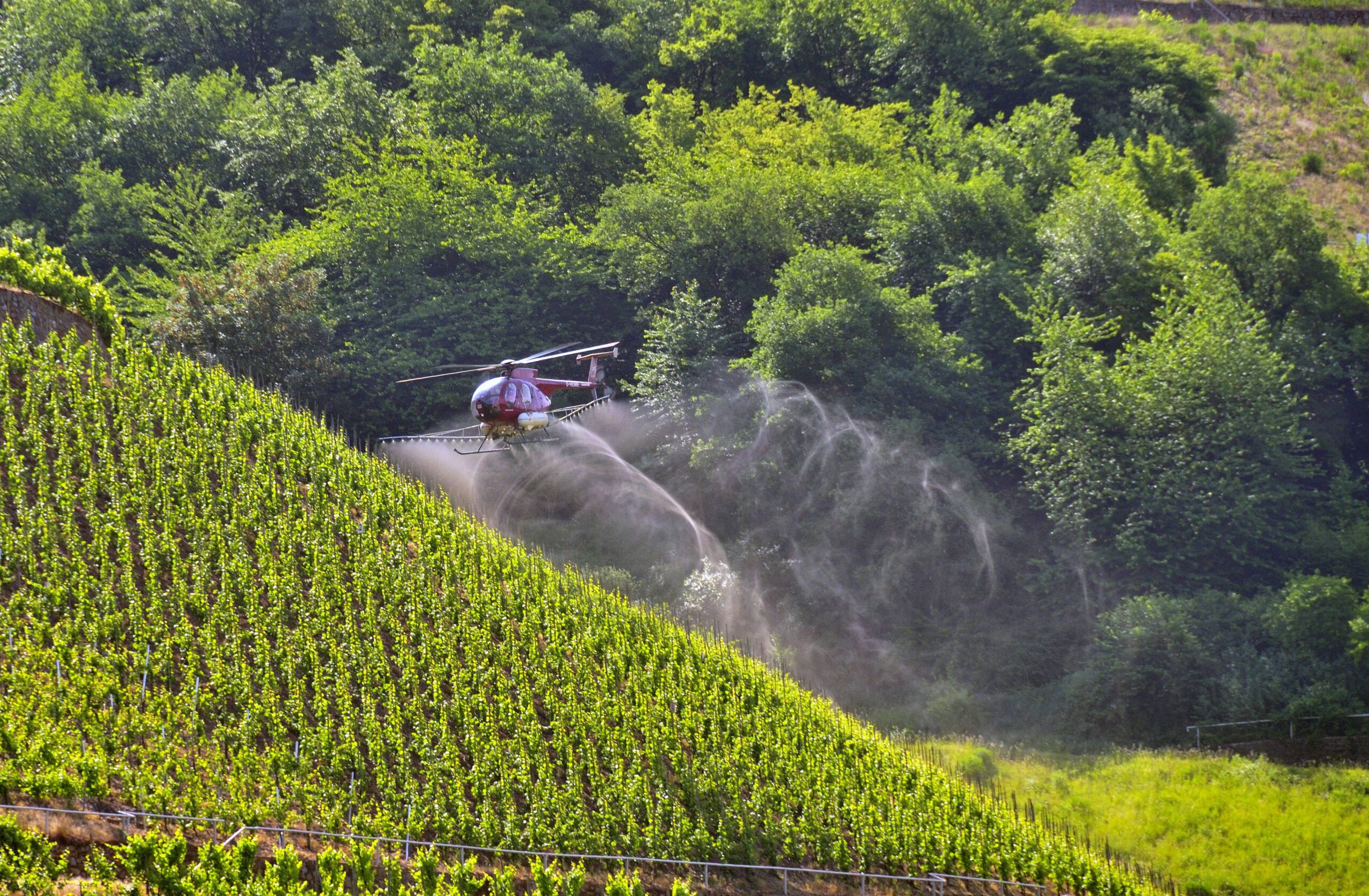 Weinbau – Wichtiger Hubschraubereinsatz in Steillagen weiterhin möglich