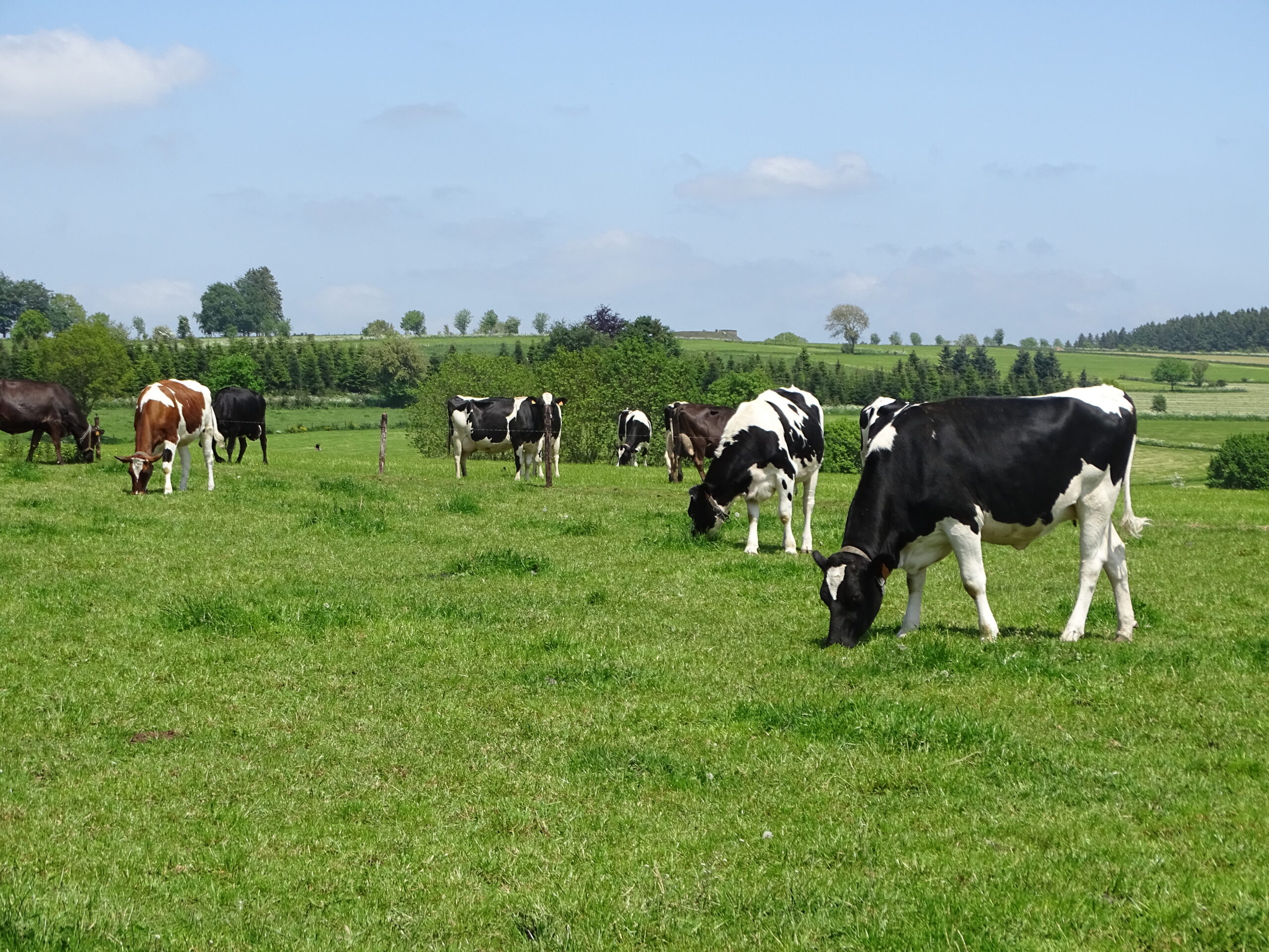 BWV hinterfragt PETA-Auszeichnung „Vegane Vielfalt“ kritisch