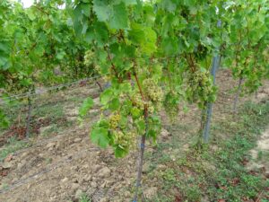 Mueller Thurgau Von Gerd Knebel 300x225