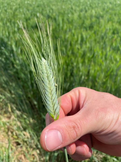 DurumBlüte14.5.2(r) Dr.HubertSprich